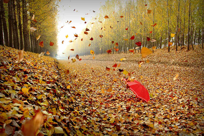 关于秋风的美丽句子