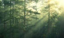 关于亲情如诗的句子