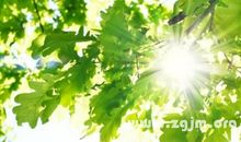 阳光明媚的句子