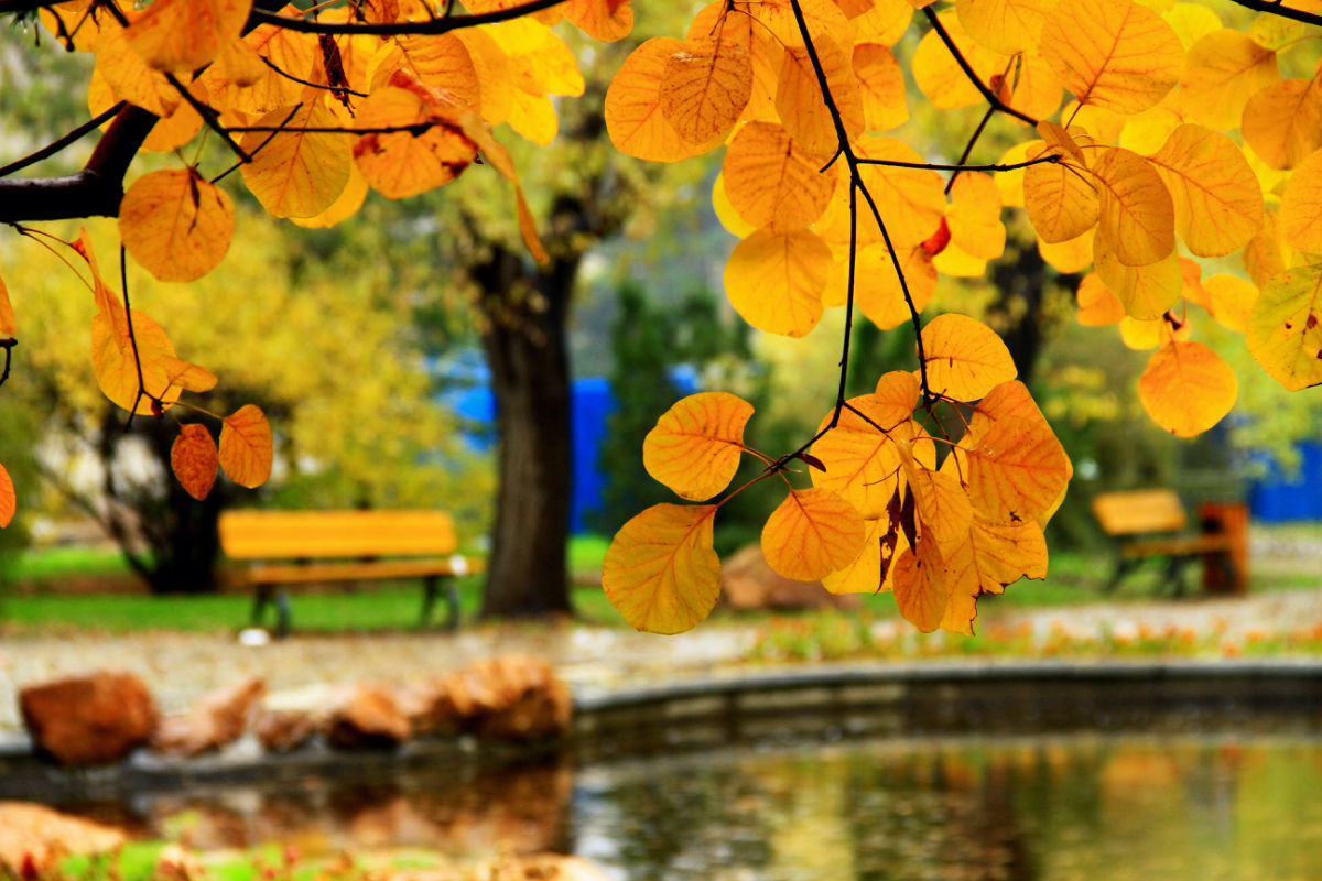 24.秋雨仍在降，我的思绪在颤抖。现在，只是为了我心中纯净，微弱的命运，但是我被秋天的凉雨浸透了。
