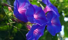 关于牵牛花的优美句子