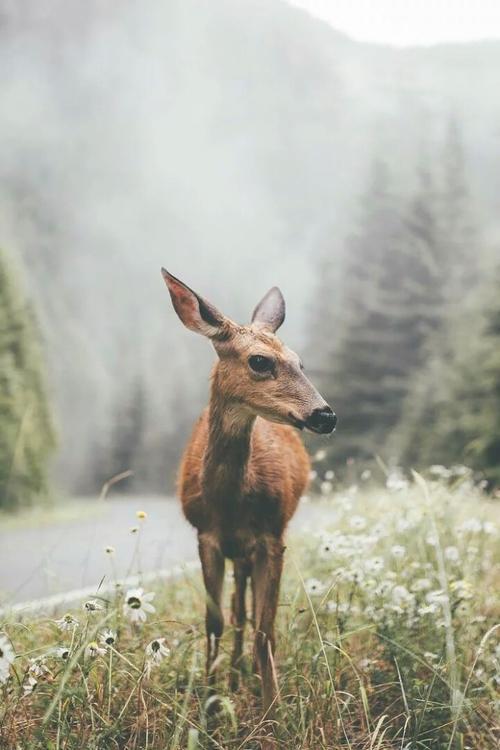 有关亲情的文言文句子 1