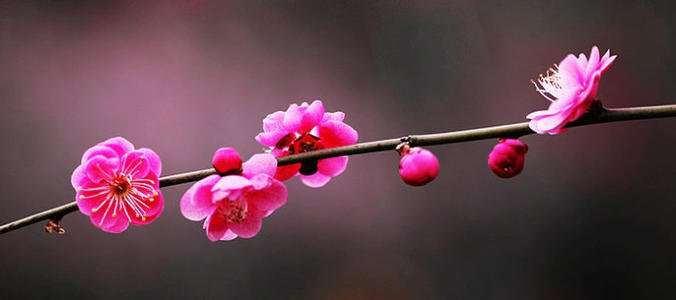 关于梅花的诗句