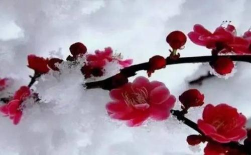 关于雪花的句子