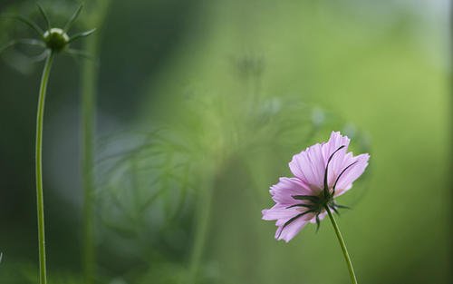 10.爱在伤害，多少人遭受了痛苦，失去了多少记忆，失去了多少感情，失去了多少冷漠，失去了多少思想，即使飞蛾扑火，他们仍然毫不犹豫，只是看着爱，伤害别人，伤害自己，但是我的生命无法割断，我有很长的爱，我挥舞着多少痴情的眼泪，一杯脏酒，我尝过多少世俗的爱！如果您是我的荷花，那么让我这一辈子保持对您的爱！