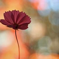 12.您只需要生气一分钟，您就会失去60秒的快乐。