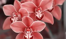 看到朋友开心自己也开心的句子