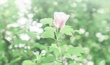 都别人开心的句子有哪些