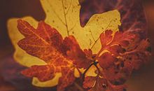 经营亲情友情的句子