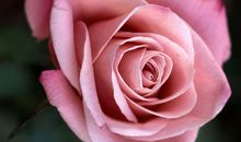 亲情只有一辈子句子