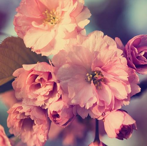 11.新鲜的空气，快乐的呼吸，通过空气射入您的灵魂，呼吸阳光，拾起幸福，泡一杯甜咖啡，品尝幸福的含义，接受祝福的信息，祝您早安，温暖。