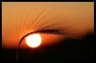 11.学会坚强，成为永远不会在沙漠中哭泣的骆驼！