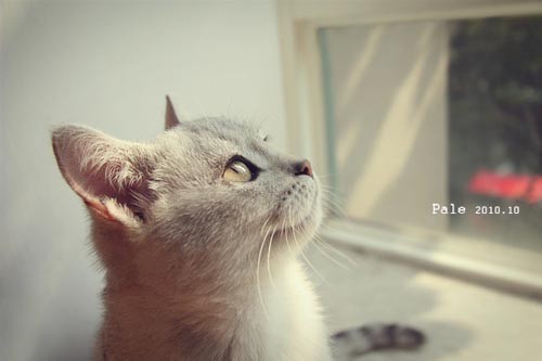 QQ心情谈论美丽的句子