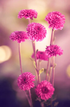 10.家是港口。如果您走的很远,您将自然返回。您居住的港口。家是要依靠的。当您累了时,您将躺下并沉入柔软的床中,并深深地喝醉。家是人类永恒的栖息地