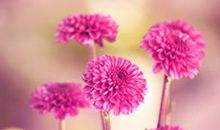 抒发人与人之间亲情的句子