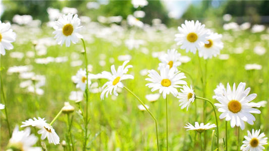 12.你不会比别人承受太多的痛苦。苦难主要来自敏感性和脆弱性。