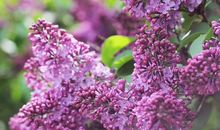 补充句子那血脉亲情