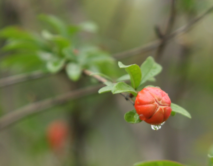 50句话描述雨后的新面貌