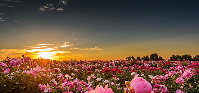 11.如果一个人面对别人的批评自由地微笑，那么他很可能找到了替罪羊。