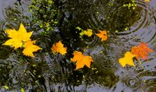 描写秋雨的语录