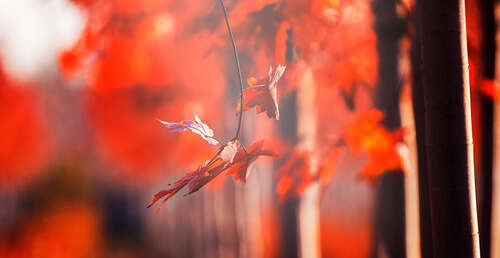 形容秋云的句子