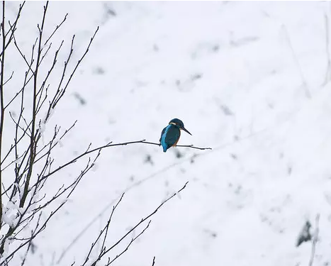 关于冰雪1的句子