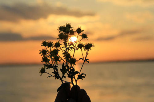 12.落叶的柳树上覆盖着蓬松的闪亮的银条。冬季和夏季，常绿的松树和柏树堆满了蓬松而沉重的雪球。