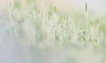 有关亲情的句子和成语