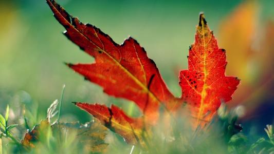 10.何Zhen，何Zhen没有母亲？