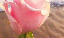 珍惜亲情哲理句子