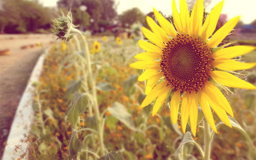 10.我现在心情很好，就像蓝天白云一样。我拿起书包，跳到学校面对早晨的阳光。