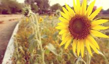 描述开心的心情的句子