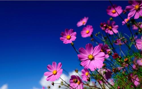 11.幸福是一种能力和智慧。快乐的人是最聪明的。