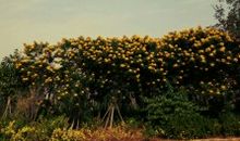 亲情幸福感悟的句子