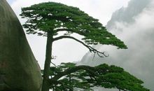 描写松树的句子