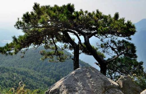 描述松树的句子2