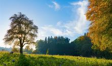 亲情最心寒的句子