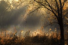 关于怀化的优美句子