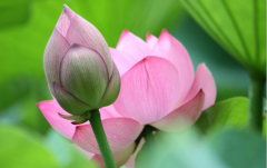 关于江南1的美丽句子