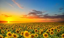 亲情让人感到幸福的句子