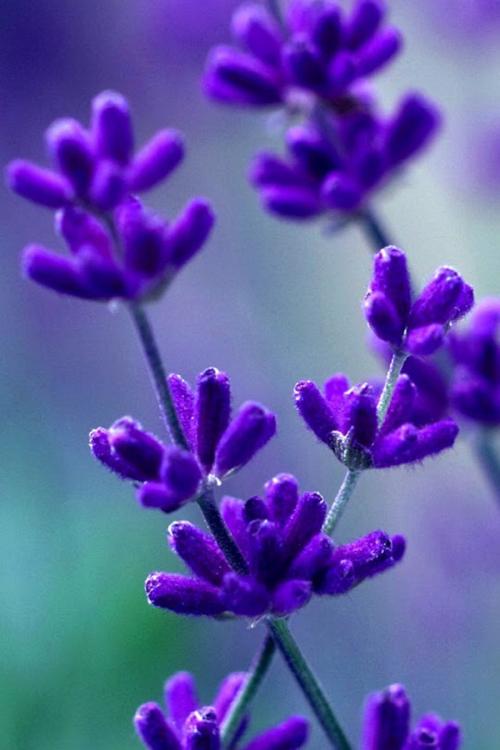 11.也许您甚至都不知道自己有多爱。实际上，您的行为告诉我，您更爱我。谢谢您的陪伴。您一生都足够了。