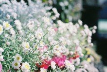 关于爱的一句话张爱玲2