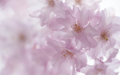 11.似乎有一种甜美而凉爽的风在我的心中穿过！