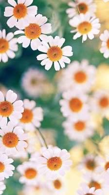 10.妈妈，你的脸上长着粉刺！”“嗯，我生气了。 “妈妈，无论你有没有美丽，我都爱你！” “好，宝贝！”