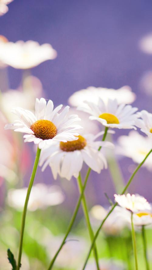 11.我的家乡是我的父母，摇摇欲坠的背影，孤零零的浓烟和圆润的夕阳，就像我诗中的感叹号，秋天和候鸟经过时，母亲看着村头的石路。