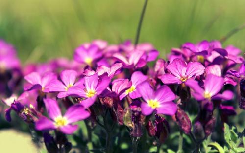 11.不必刻意追求幸福，当您不经意间，幸福就会悄悄地降临到您身上。但是幸福也有​​翅膀，它将随时随地传递给您。因此，即使幸福持续一秒钟，我们也必须把握幸福。