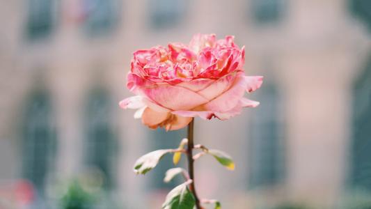 12.和谐和加深夫妻关系是维持家庭的关键。一旦感情破裂，家庭就不会分离，而只会名存实亡。地球上还有一个残疾家庭，遇到了无尽的麻烦。