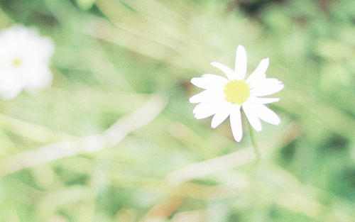 12.亲情是您内心深处无法熄灭的火焰，照耀着您，踏上了永无止境的进取之路；