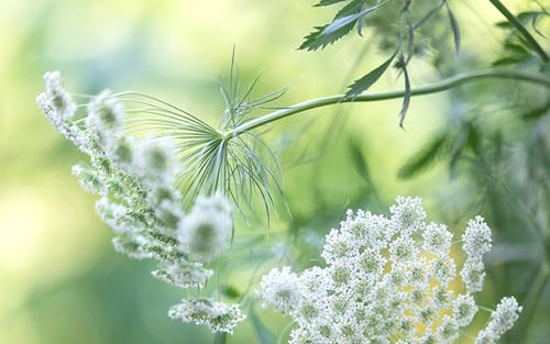 12.简单的家庭情感只是由几个分支机构建立的小巢。但是我还年轻，我可以立刻进去。一碗清凉，甜美，滋润我渴渴的水。一袋鼓鼓的，芬芳的，无休止地充满着我。里面有一张柔软而温暖的床，舒缓了我莫名其妙的悲伤。还有一盆花，一幅画，一首诗，上面装饰着提醒，有一些劝告……这是家人的爱，一个小窝使我成长。