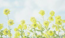 初中描写亲情的优美句子